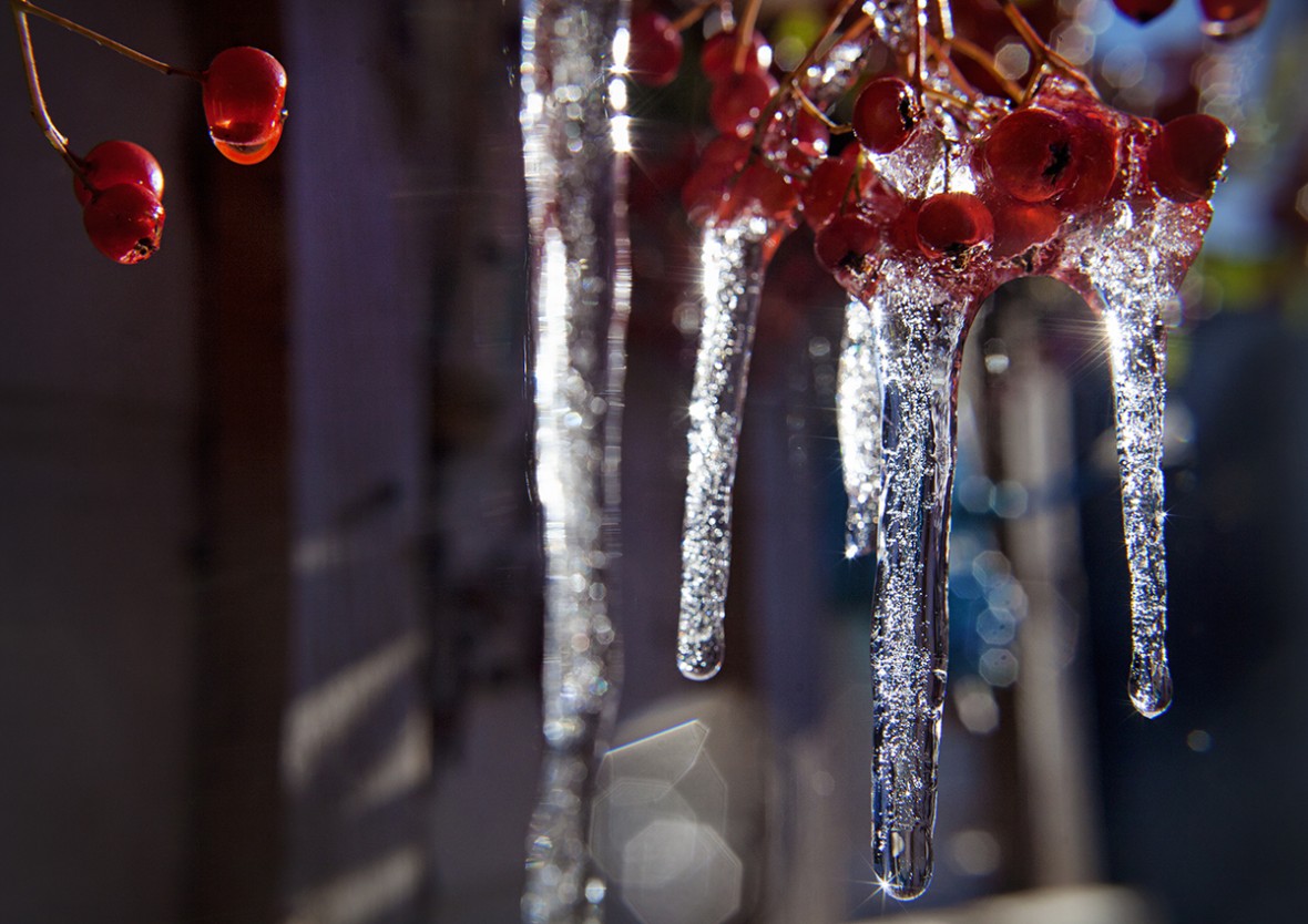 icicles in my garden