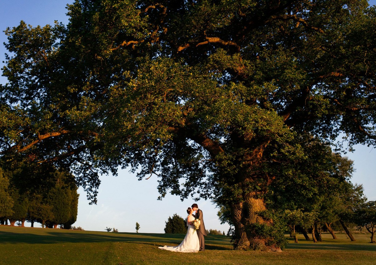 under giant tree